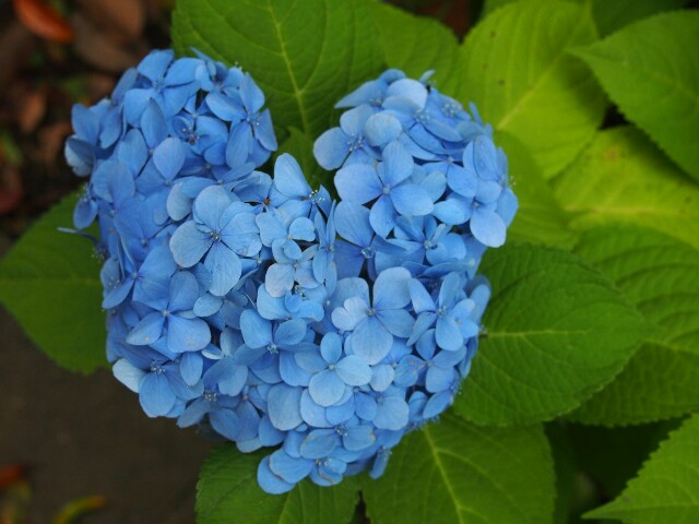 f:id:sakamotwin:20160617203131j:image f:id:sakamotwin:20160617203131j:image