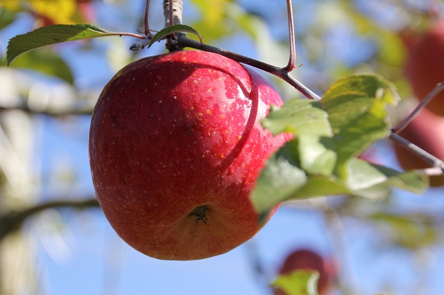 f:id:sakana-tensyu:20111201235604j:image