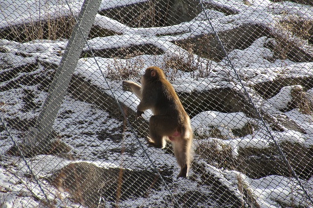 f:id:sakana-tensyu:20111229193106j:image