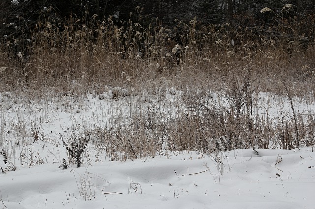 f:id:sakana-tensyu:20111229193107j:image