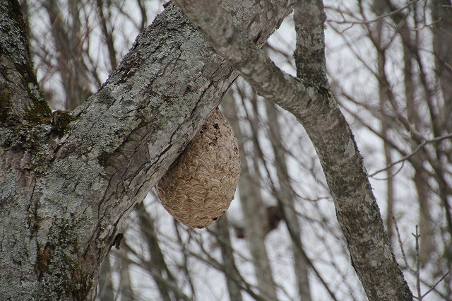 f:id:sakana-tensyu:20111229193108j:image