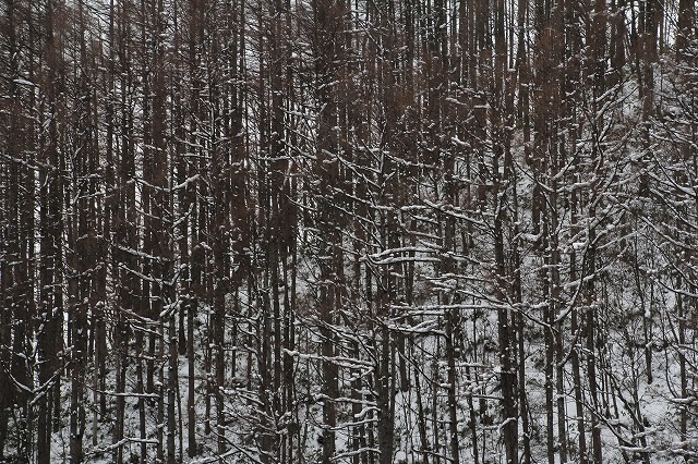 f:id:sakana-tensyu:20111229193109j:image