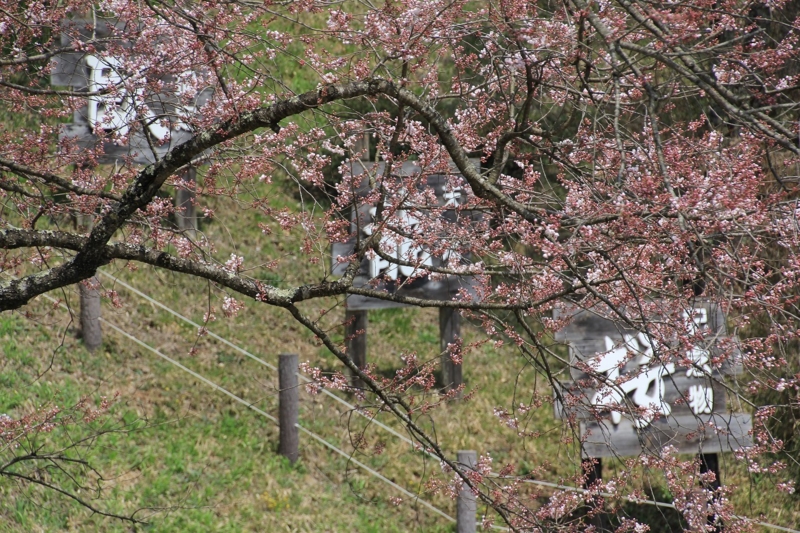 f:id:sakana-tensyu:20140421172614j:image