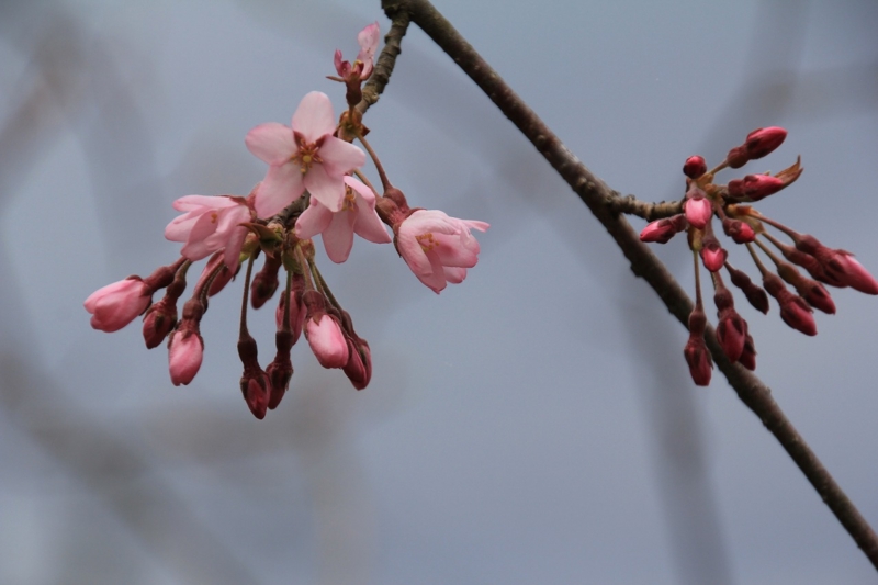 f:id:sakana-tensyu:20140421173102j:image