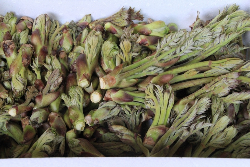 f:id:sakana-tensyu:20140425074830j:image