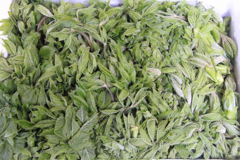 f:id:sakana-tensyu:20140425074834j:image