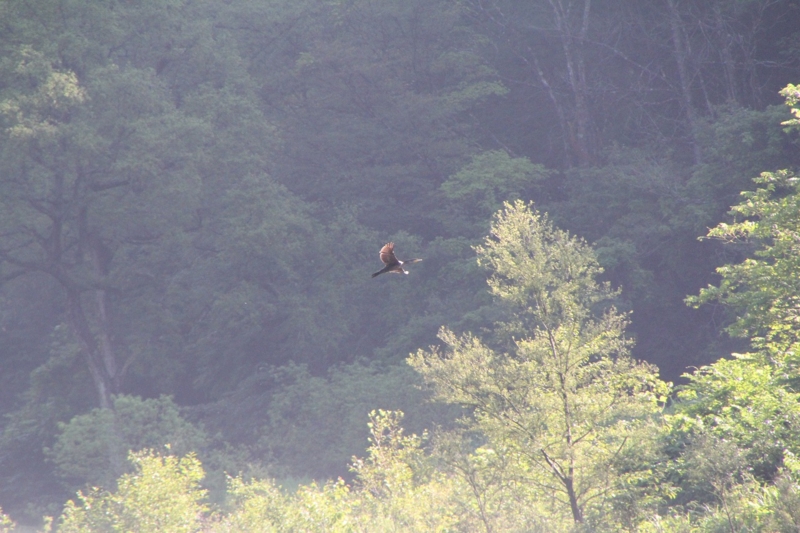 f:id:sakana-tensyu:20140711102609j:image