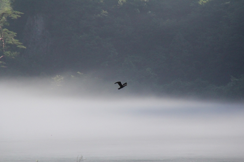 f:id:sakana-tensyu:20140711102612j:image