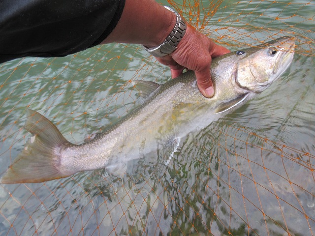 f:id:sakana-tensyu:20150708142557j:image