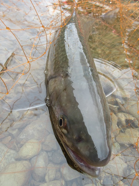 f:id:sakana-tensyu:20150708143735j:image