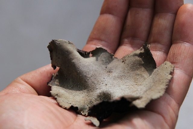 レアきのこ？「岩茸」の食べ方を模索する｜ayagawawa