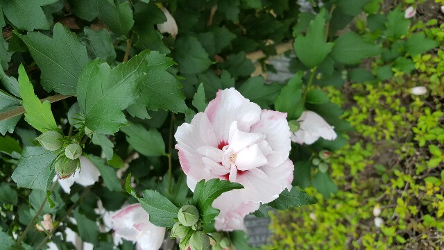 f:id:sakasuke:20160709182306j:image f:id:sakasuke:20160709182306j:image