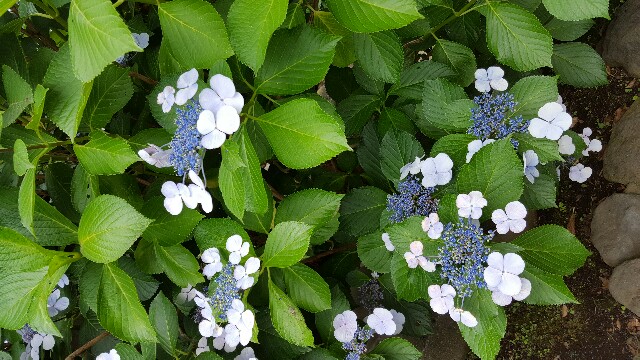 f:id:sakasuke:20160709221644j:image f:id:sakasuke:20160709221644j:image