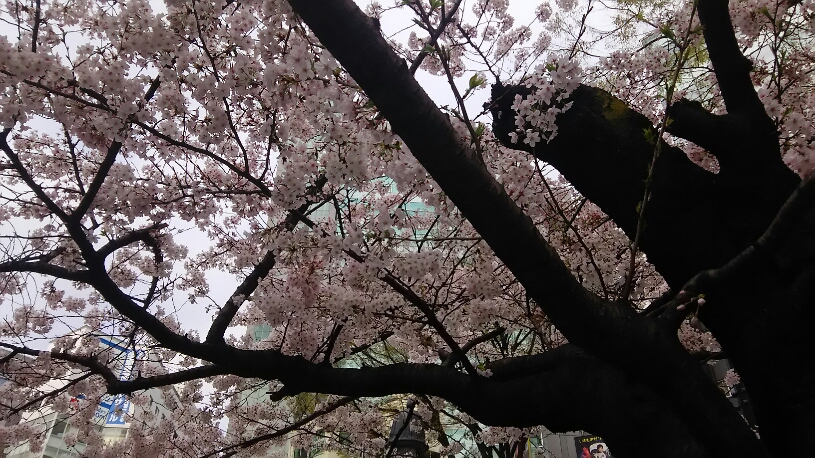 f:id:sakionippon:20160402214737j:plain f:id:sakionippon:20160402214737j:plain