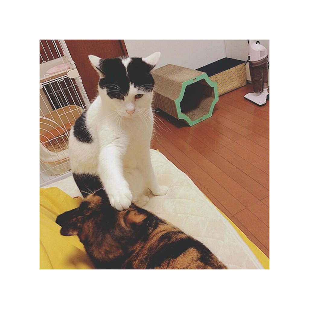 f:id:sakiufa23:20151220193029j:image f:id:sakiufa23:20151220193029j:image