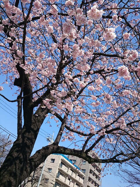 f:id:sakura-momiji:20150327005831j:image f:id:sakura-momiji:20150327005831j:image