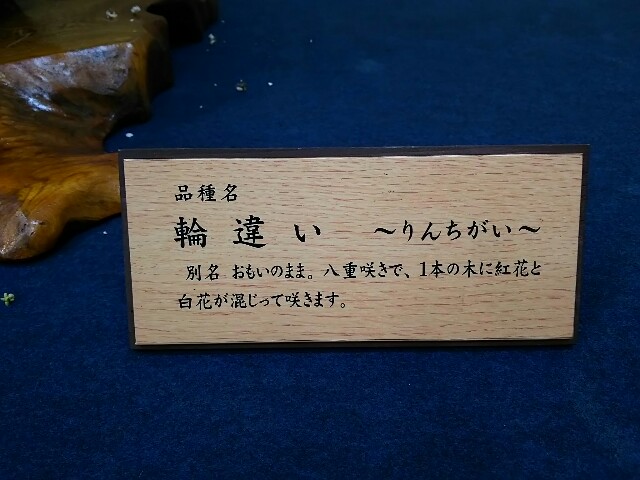 f:id:sakuraeipon:20150223180941j:image f:id:sakuraeipon:20150223180941j:image