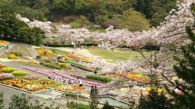 f:id:sakuraeipon:20160406161620j:image f:id:sakuraeipon:20160406161620j:image