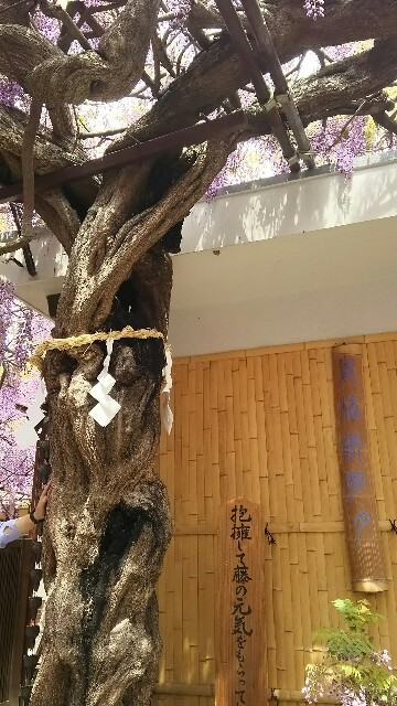 f:id:sakuraeipon:20160425222546j:image f:id:sakuraeipon:20160425222546j:image