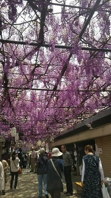 f:id:sakuraeipon:20160425222813j:image f:id:sakuraeipon:20160425222813j:image