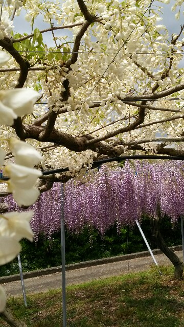 f:id:sakuraeipon:20160429145922j:image f:id:sakuraeipon:20160429145922j:image