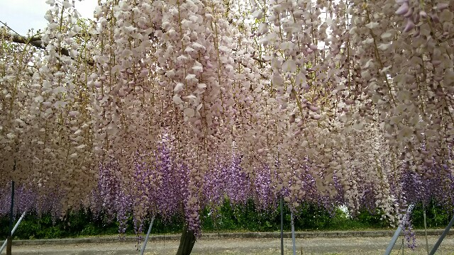 f:id:sakuraeipon:20160429150125j:image f:id:sakuraeipon:20160429150125j:image