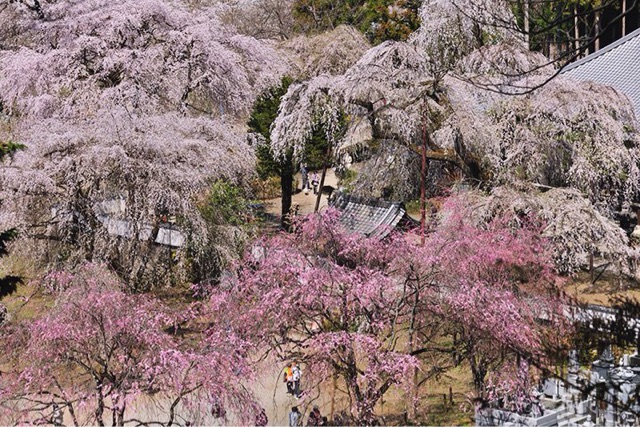 f:id:sakuraginaoto:20150328151729j:plain f:id:sakuraginaoto:20150328151729j:plain