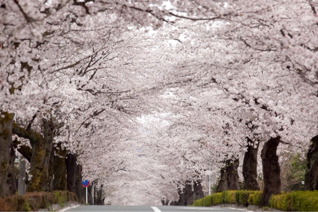 f:id:sakuraginaoto:20150329195005j:plain f:id:sakuraginaoto:20150329195005j:plain