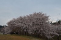 f:id:sakuraginaoto:20150403235429j:plain f:id:sakuraginaoto:20150403235429j:plain