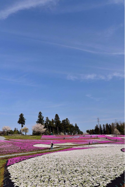 f:id:sakuraginaoto:20150413211428j:plain f:id:sakuraginaoto:20150413211428j:plain