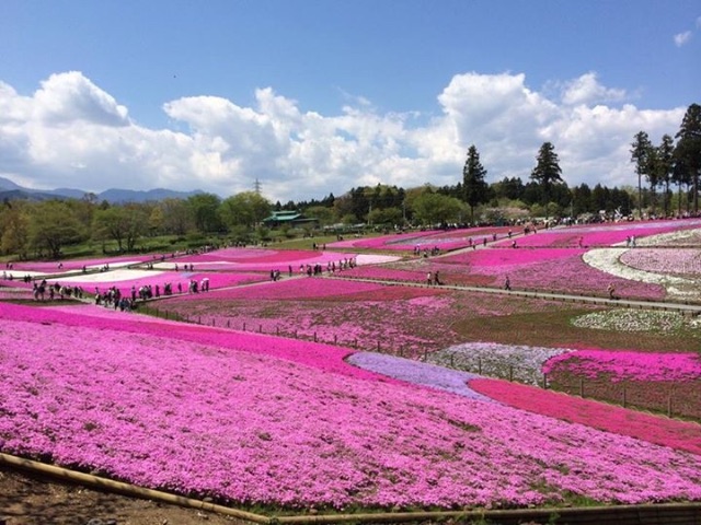 f:id:sakuraginaoto:20150423225258j:image f:id:sakuraginaoto:20150423225258j:image