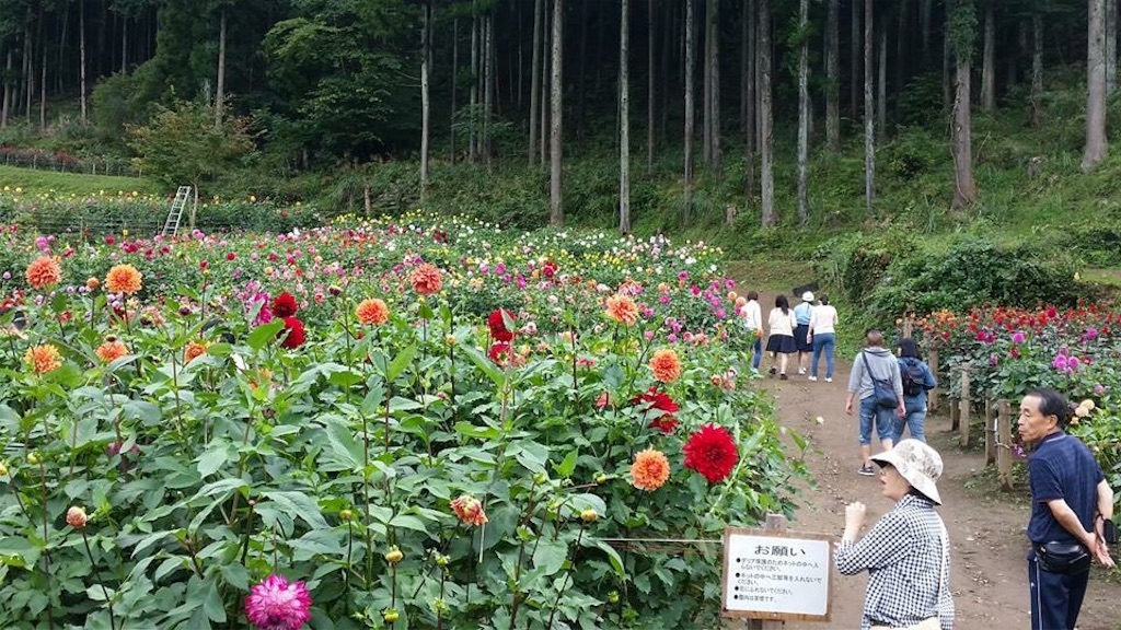 f:id:sakuraginaoto:20150927213316j:image f:id:sakuraginaoto:20150927213316j:image