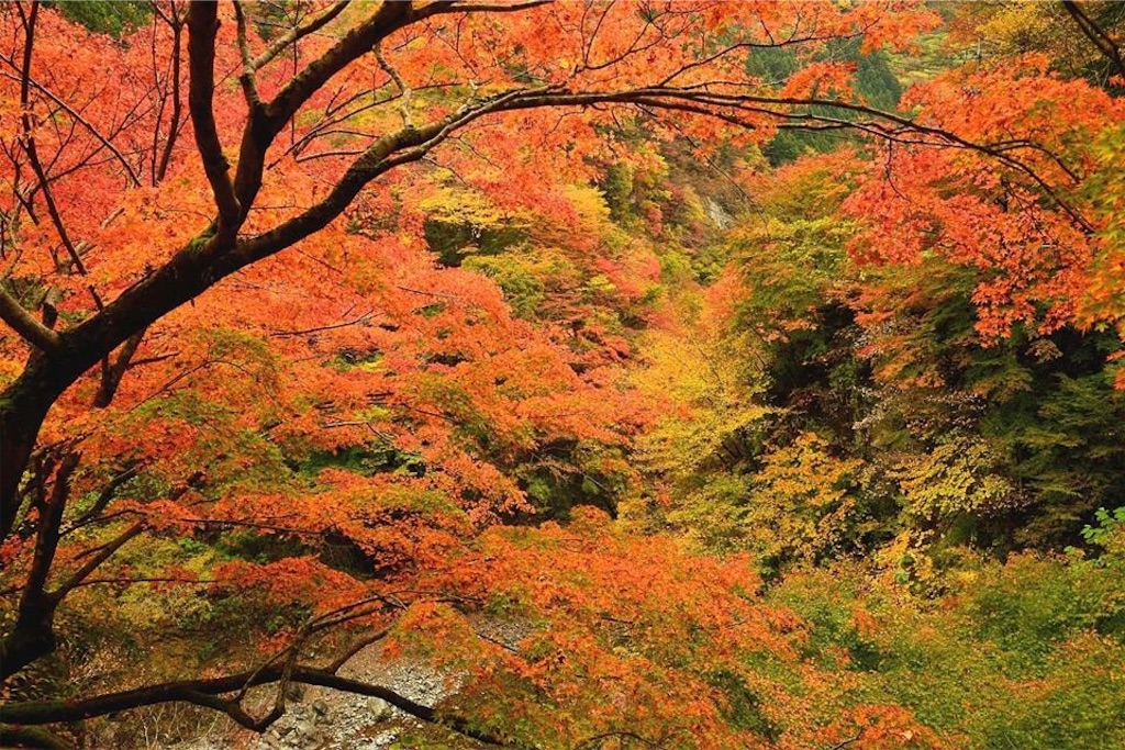 f:id:sakuraginaoto:20151109223751j:image f:id:sakuraginaoto:20151109223751j:image