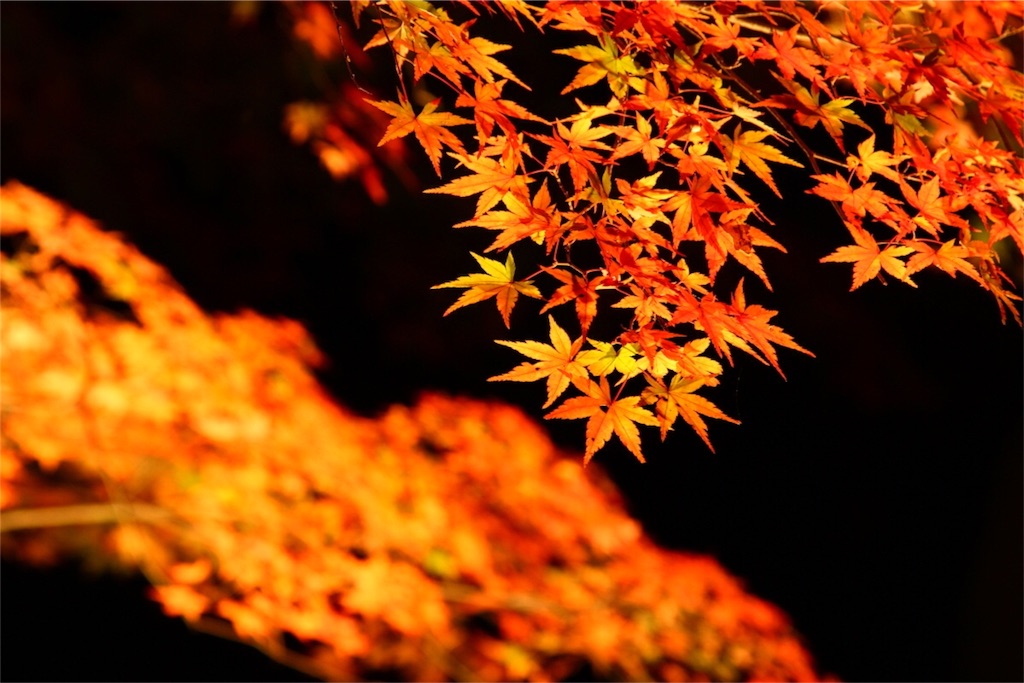 f:id:sakuraginaoto:20151117205140j:image f:id:sakuraginaoto:20151117205140j:image