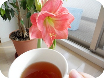 f:id:sakurasaryou:20111224154231j:image f:id:sakurasaryou:20111224154231j:image