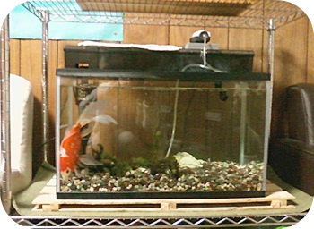 http://cdn-ak.f.st-hatena.com/images/fotolife/s/sakurasaryou/20120302/20120302174336.jpg