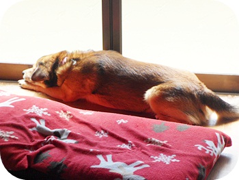 f:id:sakurasaryou:20120412160558j:image f:id:sakurasaryou:20120412160558j:image