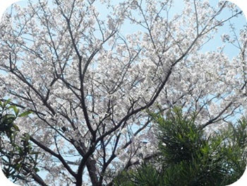 f:id:sakurasaryou:20120412160654j:image f:id:sakurasaryou:20120412160654j:image