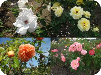 f:id:sakurasaryou:20121028222557j:image f:id:sakurasaryou:20121028222557j:image
