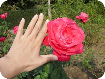 f:id:sakurasaryou:20121028223018j:image f:id:sakurasaryou:20121028223018j:image
