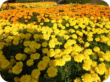 f:id:sakurasaryou:20121028223133j:image f:id:sakurasaryou:20121028223133j:image