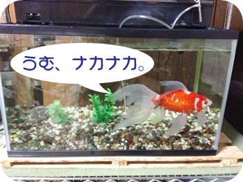 f:id:sakurasaryou:20121224222126j:image f:id:sakurasaryou:20121224222126j:image