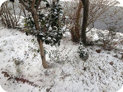 f:id:sakurasaryou:20130126205610j:image f:id:sakurasaryou:20130126205610j:image