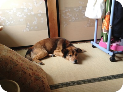 f:id:sakurasaryou:20130602174743j:image f:id:sakurasaryou:20130602174743j:image