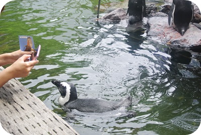 f:id:sakurasaryou:20130617192907j:image f:id:sakurasaryou:20130617192907j:image