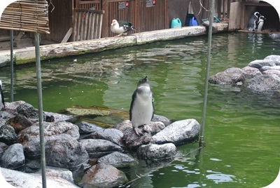 f:id:sakurasaryou:20130617193106j:image f:id:sakurasaryou:20130617193106j:image