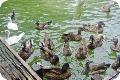 f:id:sakurasaryou:20130617193322j:image f:id:sakurasaryou:20130617193322j:image