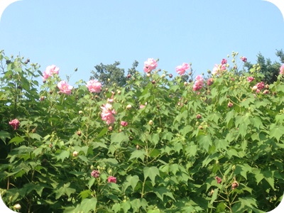 f:id:sakurasaryou:20130913175129j:image f:id:sakurasaryou:20130913175129j:image