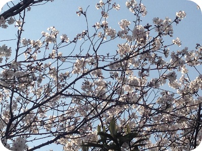 f:id:sakurasaryou:20140401230837j:plain f:id:sakurasaryou:20140401230837j:plain