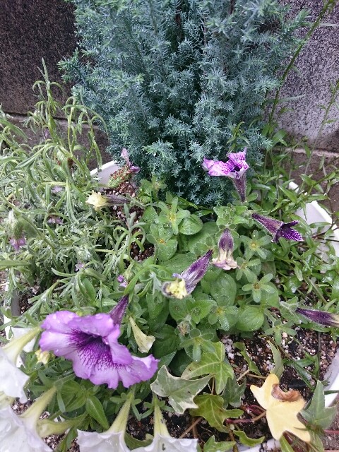 f:id:salily:20160502142955j:image f:id:salily:20160502142955j:image
